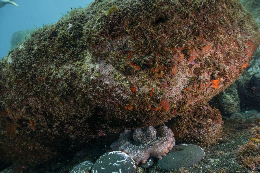 Funchal: Certified Scuba Diving, Guided Tour - The 30-minute safety briefing