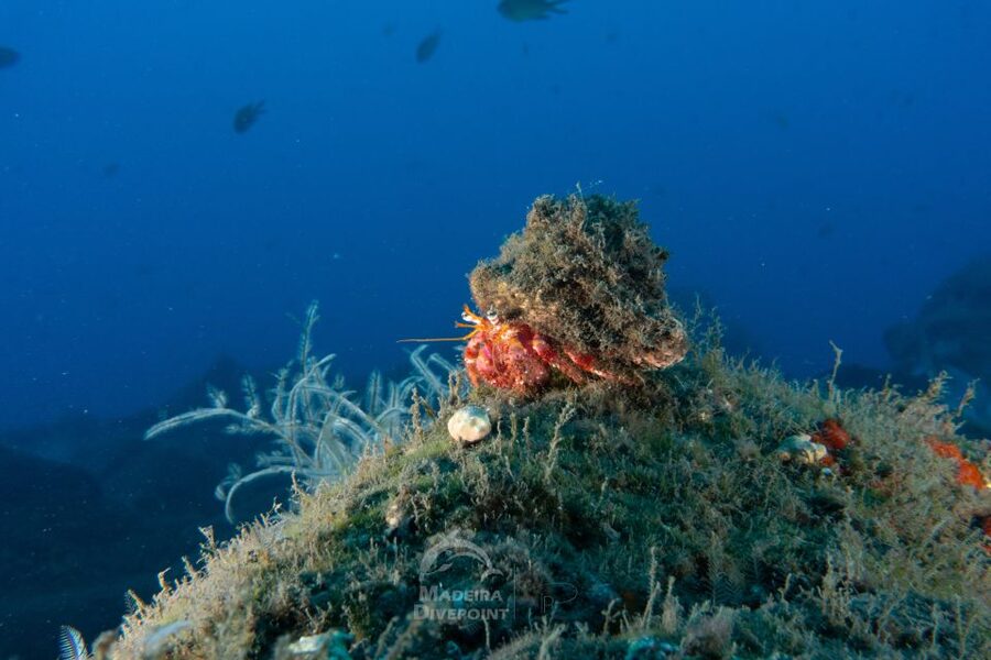 Funchal: Certified Scuba Diving, Guided Tour - One hour in the protected Atlantic