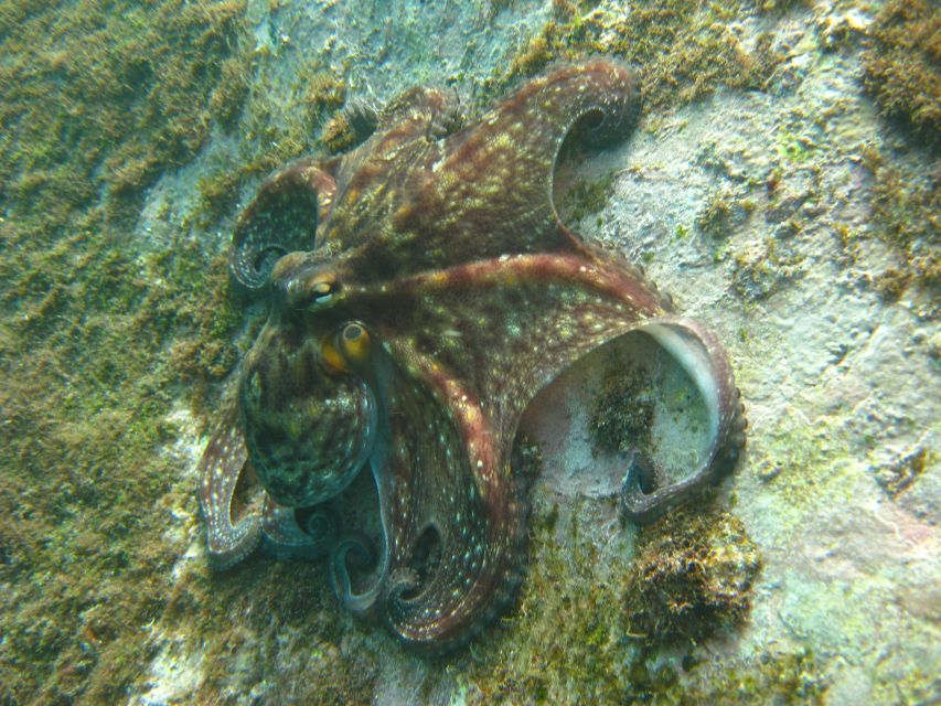 Funchal: Certified Scuba Diving, Guided Tour - The underwater scooter and camera question