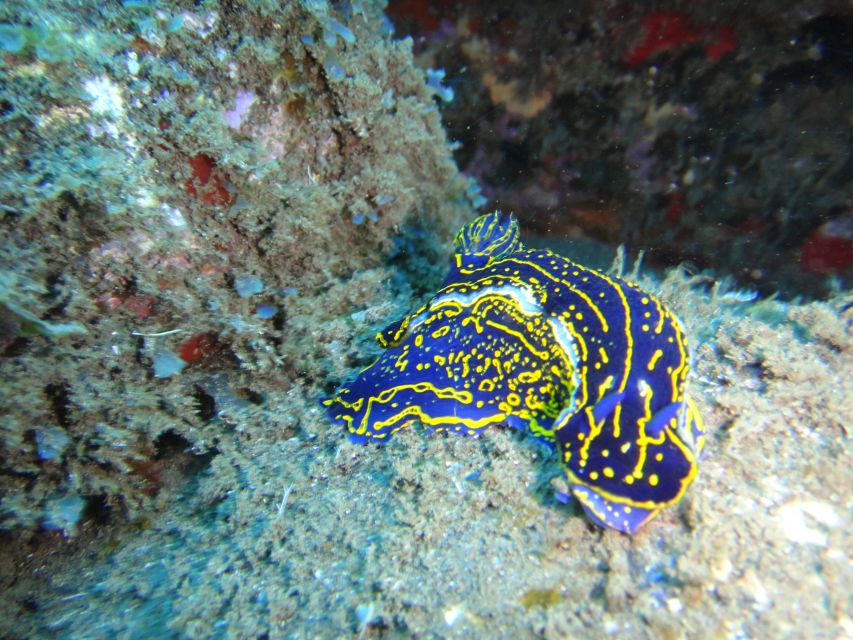 Funchal: Certified Scuba Diving, Guided Tour - What the $33 price really covers