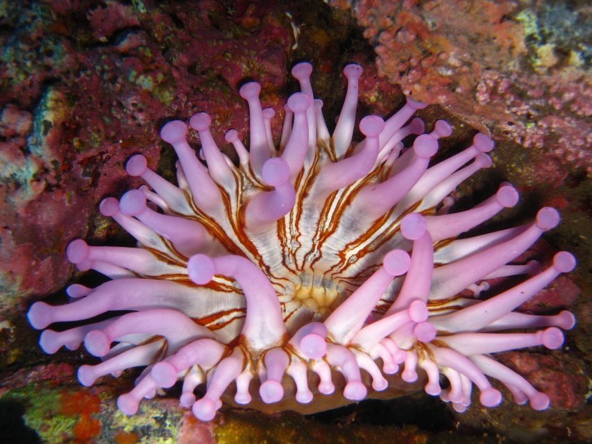 Funchal: Certified Scuba Diving, Guided Tour - What the strong feedback tells you