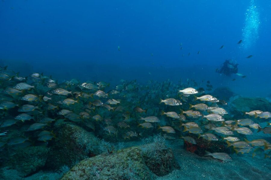 Funchal: DPV- Scooter Dive Adventure - Why the two-person group matters