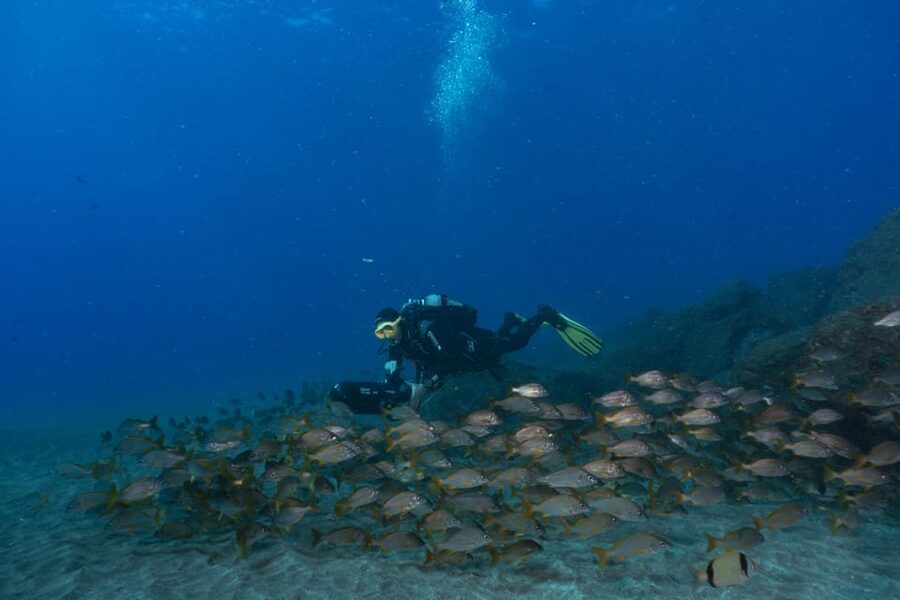 Funchal: DPV- Scooter Dive Adventure - What you may see below the surface
