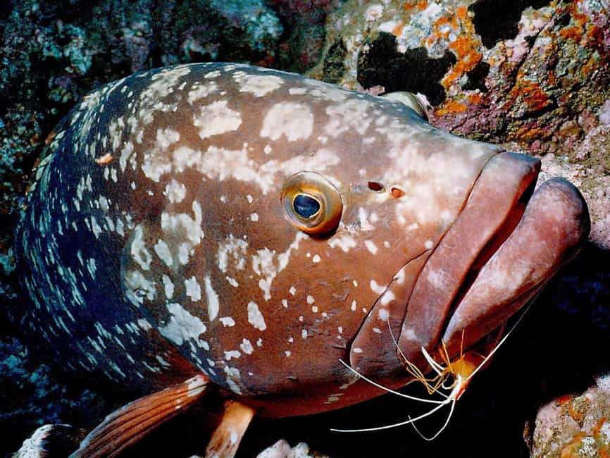 Funchal: Garajau national park - certified divers - Key points to know before booking