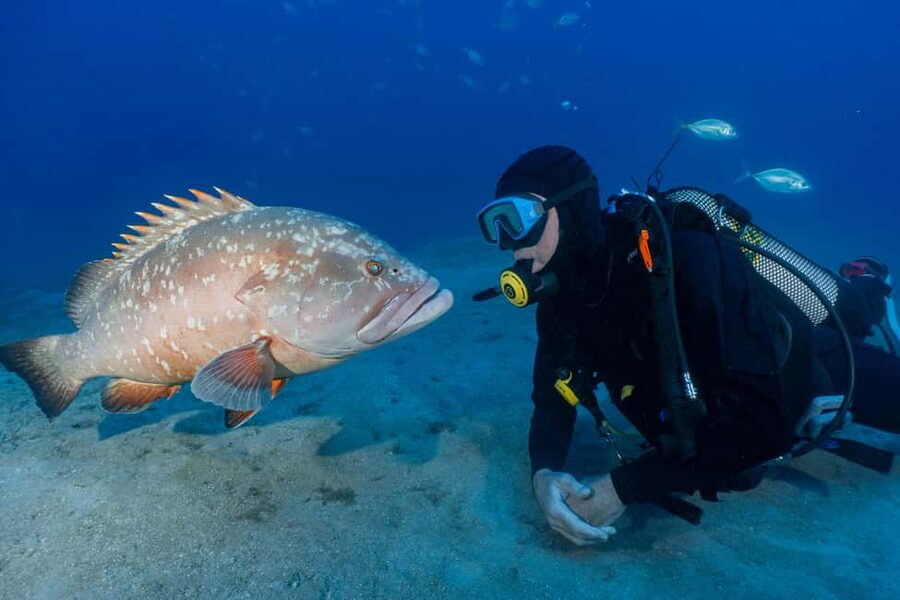 Funchal: Garajau national park - certified divers - Why Garajau is worth the short boat ride