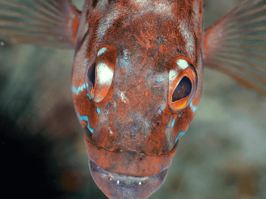 Funchal: Garajau national park - certified divers - Meeting the dusky groupers at Praia do Garajau