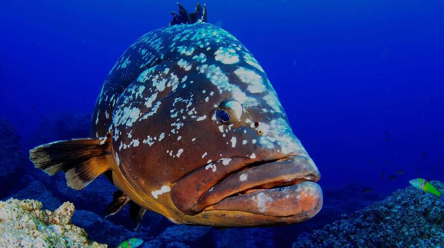 Funchal: Garajau national park - certified divers - Returning to Funchal and finishing at the center