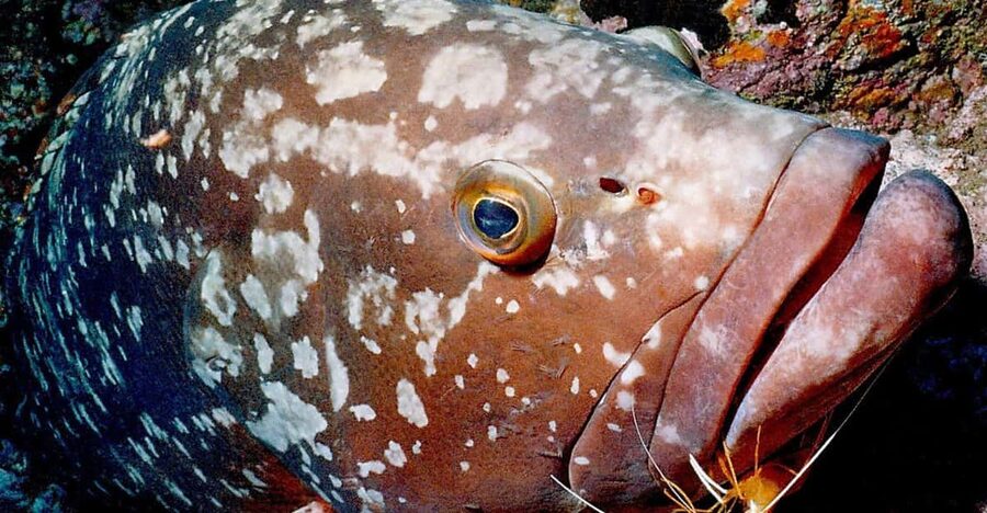 Funchal: Garajau national park - certified divers - Who will enjoy this most