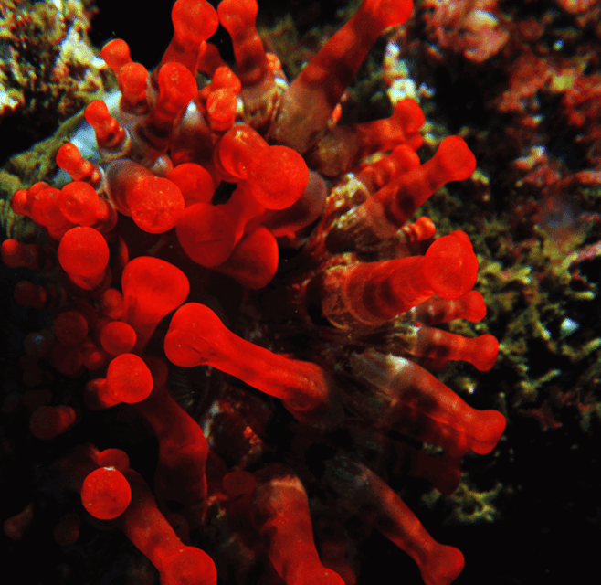 Funchal: Garajau national park - certified divers - Practical packing advice for the morning