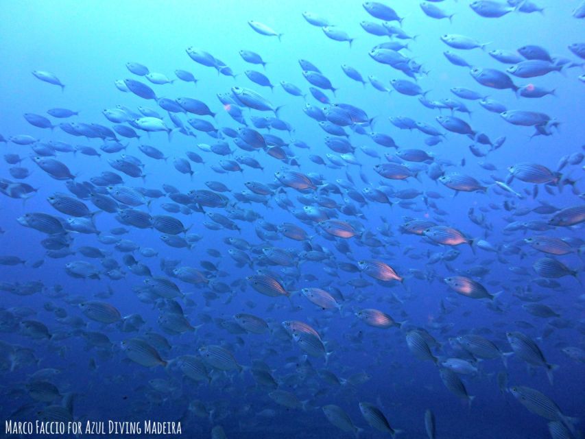 Funchal: Scuba Diving Experience for Beginners - Is $53 good value?