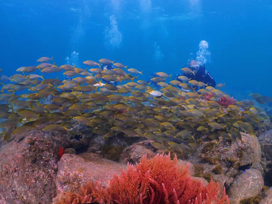 Funchal: Scuba Diving Experience for Beginners - What the certificate really means