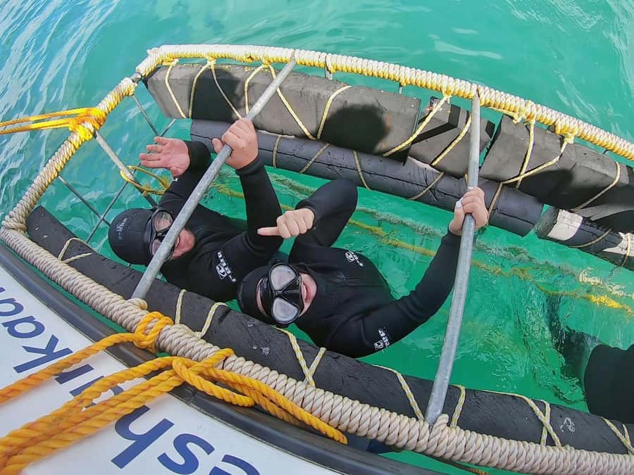 Gansbaai: Shark Cage Diving and Shark Viewing Boat Trip - Key points to know before booking