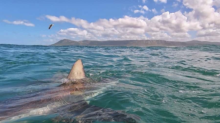 Gansbaai: Shark Cage Diving and Shark Viewing Boat Trip - Who should book this experience?