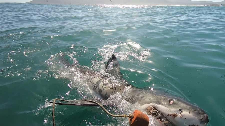 Gansbaai: Shark Cage Diving and Shark Viewing Boat Trip - Starting from Kleinbaai near Gansbaai