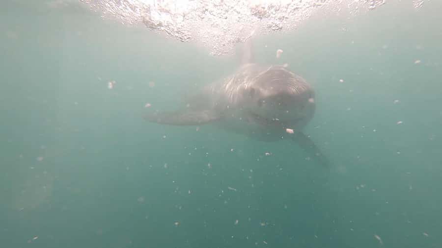 Gansbaai: Shark Cage Diving and Shark Viewing Boat Trip - Choosing the cage or the deck