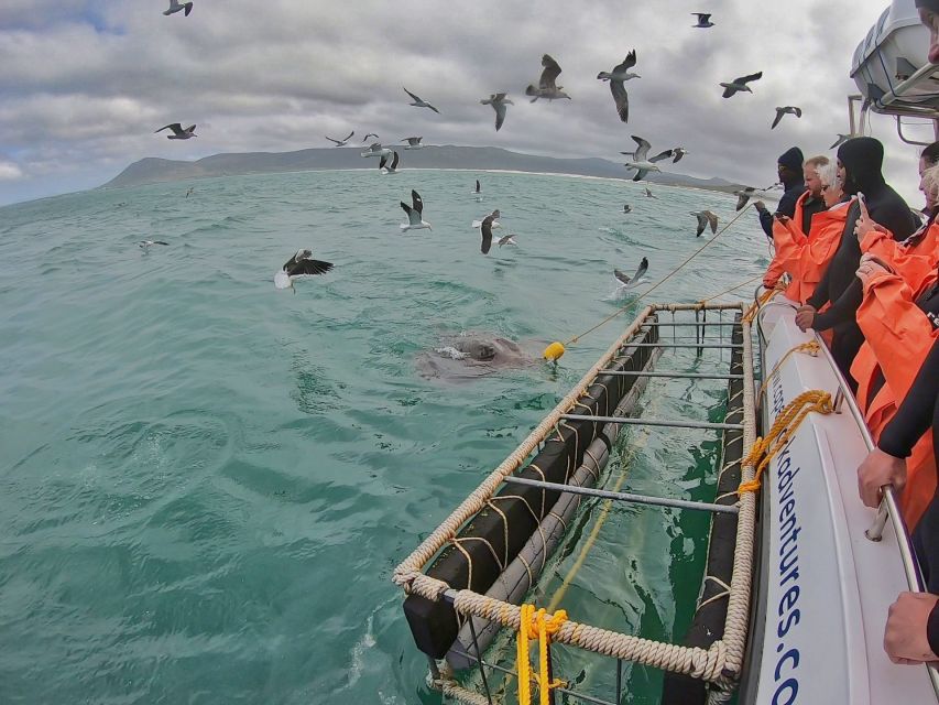 Gansbaai: Shark Cage Diving and Shark Viewing Boat Trip - What the crew adds to the outing