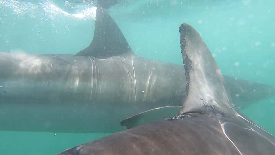 Gansbaai: Shark Cage Diving and Shark Viewing Boat Trip - Is $161 a fair price?