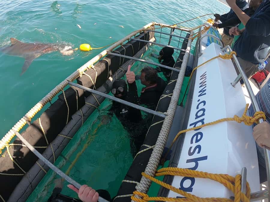 Gansbaai: Shark Cage Diving and Shark Viewing Boat Trip - Conditions, clothing, and comfort