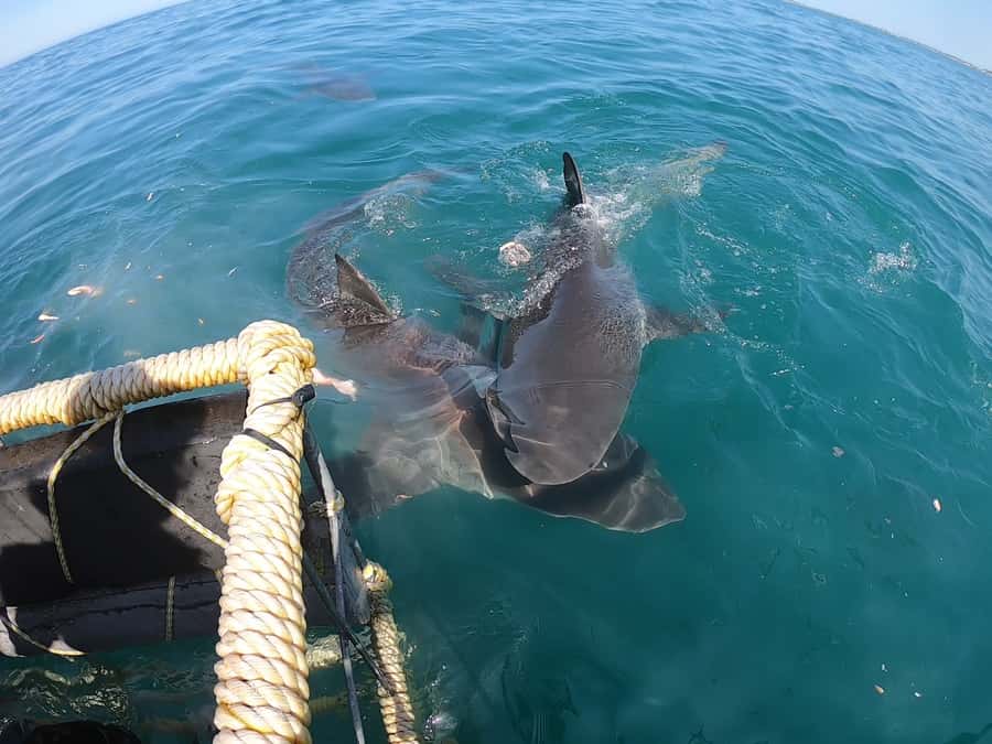 Gansbaai: Shark Cage Diving and Shark Viewing Boat Trip - The Marine Big 5 possibility