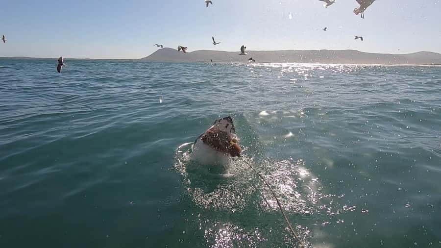 Gansbaai: Shark Cage Diving and Shark Viewing Boat Trip - Heading toward Dyer Island