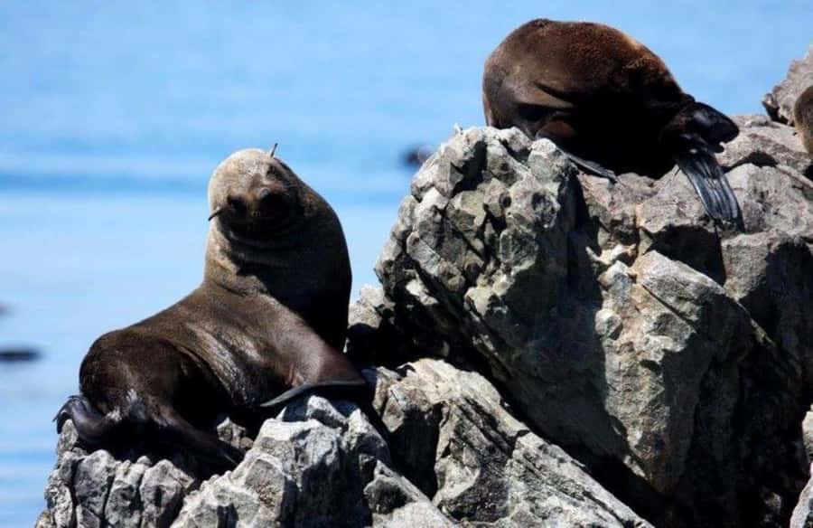 Gansbaai: Shark Dive & Big 5 Sea Safari Combo Boat Trip - Why the Gansbaai setting matters