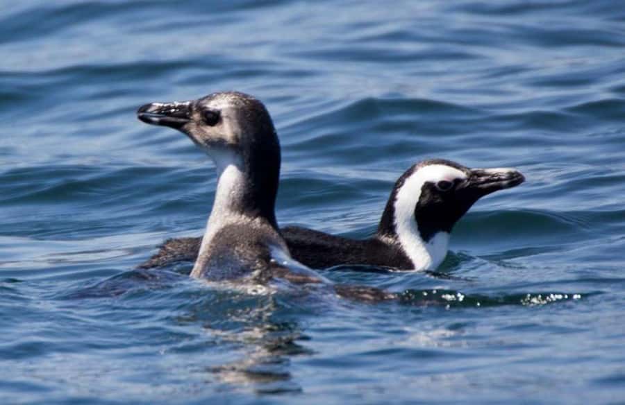 Gansbaai: Shark Dive & Big 5 Sea Safari Combo Boat Trip - What the cage experience is really like