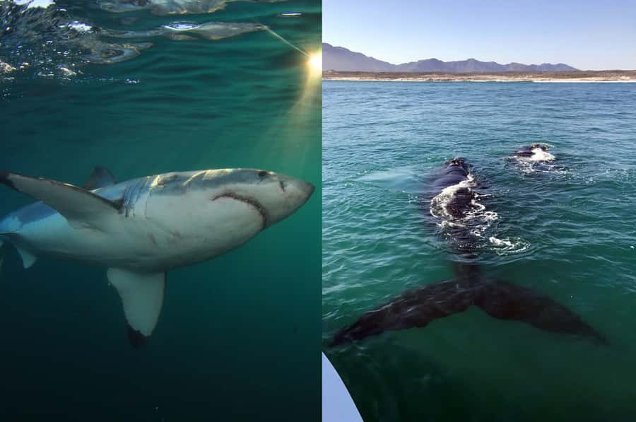 Gansbaai: Shark Dive & Big 5 Sea Safari Combo Boat Trip - From Gansbaai Harbour toward Hermanus