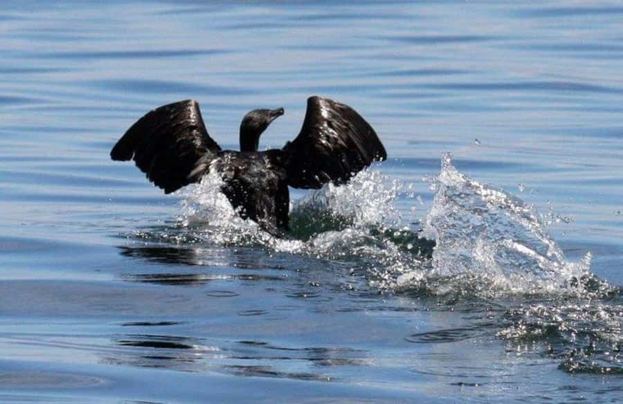 Gansbaai: Shark Dive & Big 5 Sea Safari Combo Boat Trip - The Walker Bay Big 5 idea