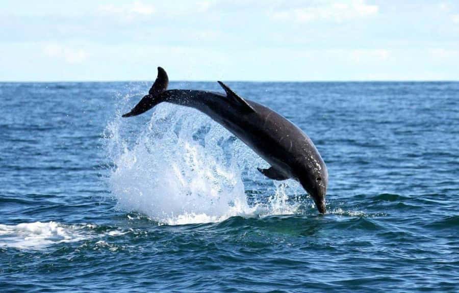 Gansbaai: Shark Dive & Big 5 Sea Safari Combo Boat Trip - What to pack and how to prepare