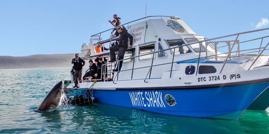 Gansbaai: Shark Dive & Whale Watching Combo Boat Trip - Key points to know before booking