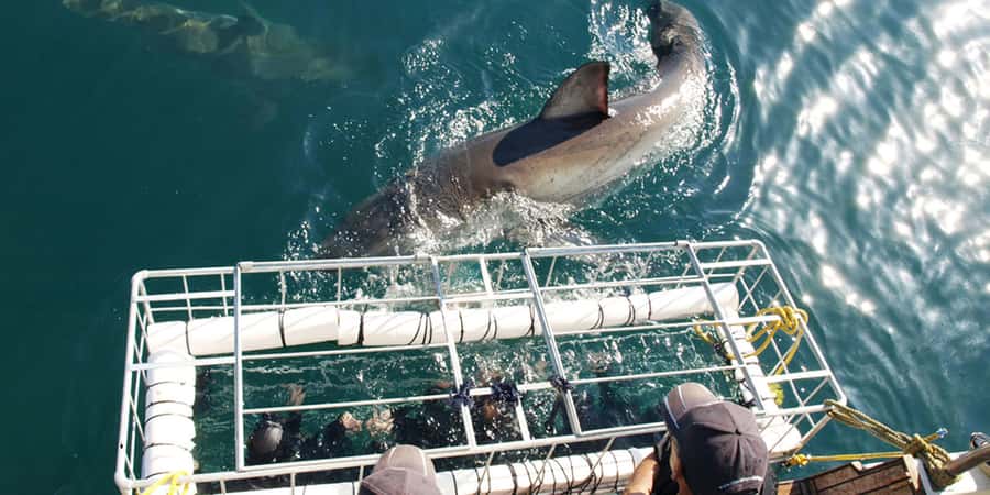 Gansbaai: Shark Dive & Whale Watching Combo Boat Trip - Starting at Kleinbaai for the shark cage