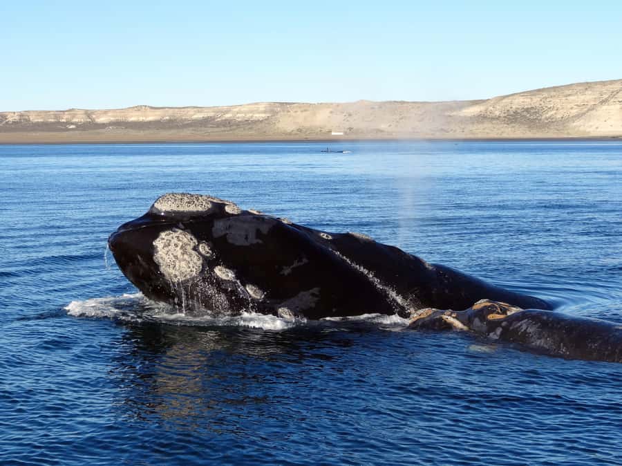 Gansbaai: Shark Dive & Whale Watching Combo Boat Trip - The long marine day and the option to split it