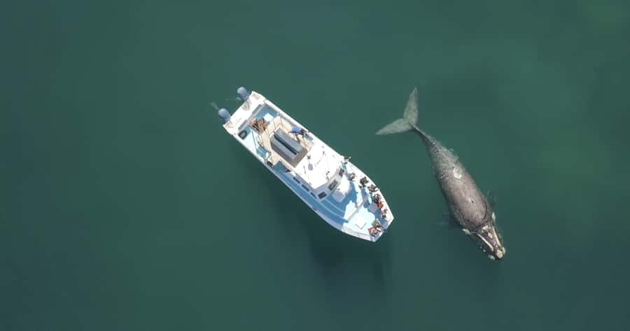 Gansbaai: Shark Dive & Whale Watching Combo Boat Trip - Meeting southern right whales in Walker Bay