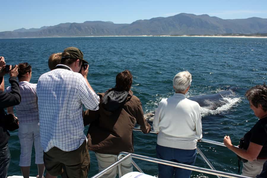 Gansbaai: Shark Dive & Whale Watching Combo Boat Trip - Why the combination can be worth $292