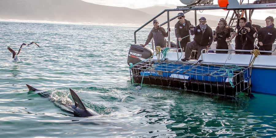 Gansbaai: Shark Dive & Whale Watching Combo Boat Trip - Conditions, clothing, and comfort