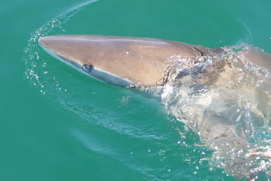 Gansbaai: Shark Dive & Whale Watching Combo Boat Trip - Timing the trip around the whale season