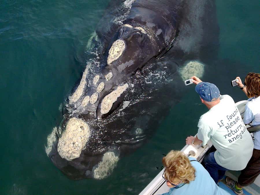 Gansbaai: Shark Dive & Whale Watching Combo Boat Trip - What you can see from inside the cage