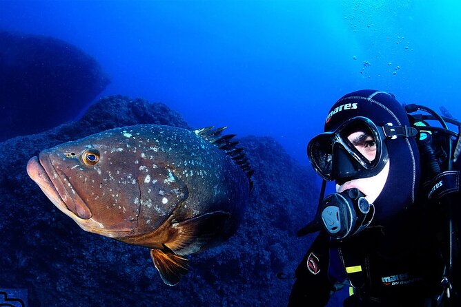 Garajau National Park Dive from Funchal for Certified Divers - Key points to know before booking