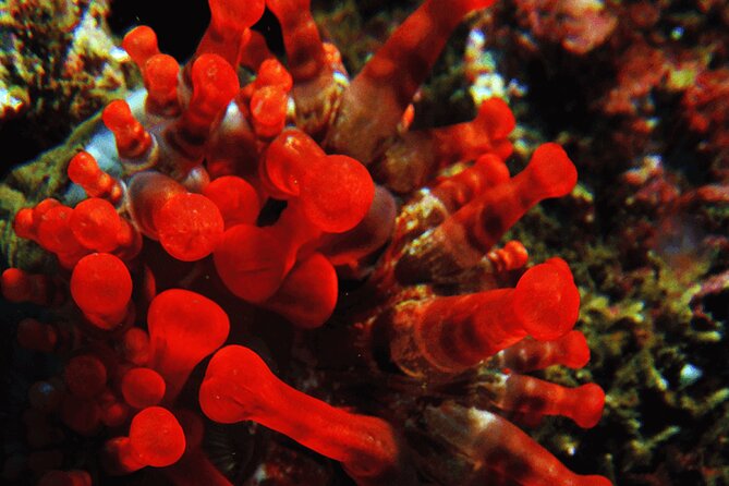 Garajau National Park Dive from Funchal for Certified Divers - Boat entry, waves, and physical demands