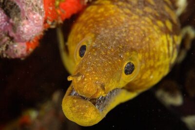 Garajau National Park Dive from Funchal for Certified Divers