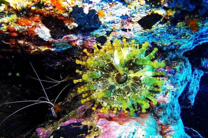 Garajau National Park Dive from Funchal for Certified Divers - Returning to Funchal and finishing the outing