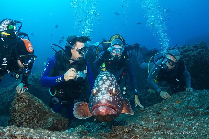 Garajau National Park Dive from Funchal for Certified Divers - Booking, cancellation, and practical notes