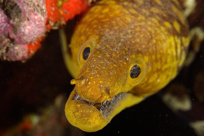 Garajau National Park Dive from Funchal for Certified Divers - The underwater session at Garajau