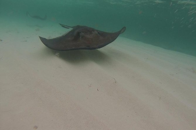 Gibbs Cay Stingray and Conch Dive Adventure - Why the small boat matters