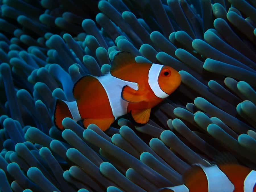 Gili Meno: Discover Scuba Diving for the first time - What happens if you feel anxious underwater
