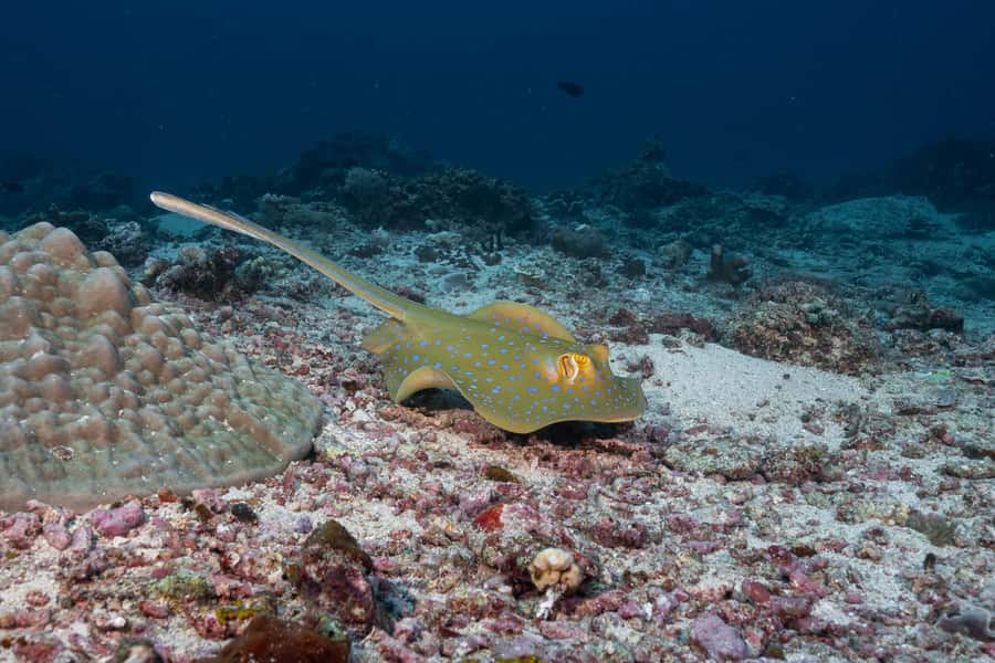 Gili Trawangan : Discovery Scuba Diving - Going by boat to a beginner-friendly Gili site