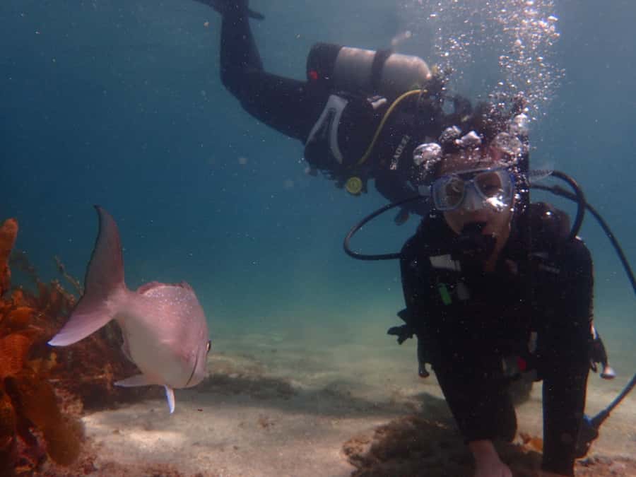 Goat Island Try Scuba Diving Experience - Should you book the Goat Island session?