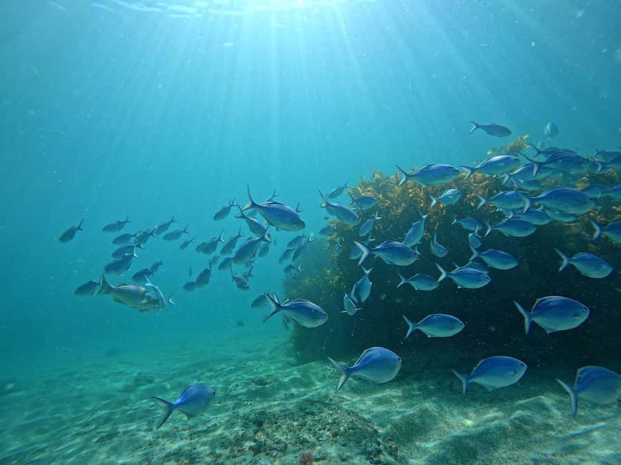 Goat Island Try Scuba Diving Experience - Why Goat Island works for a first scuba session