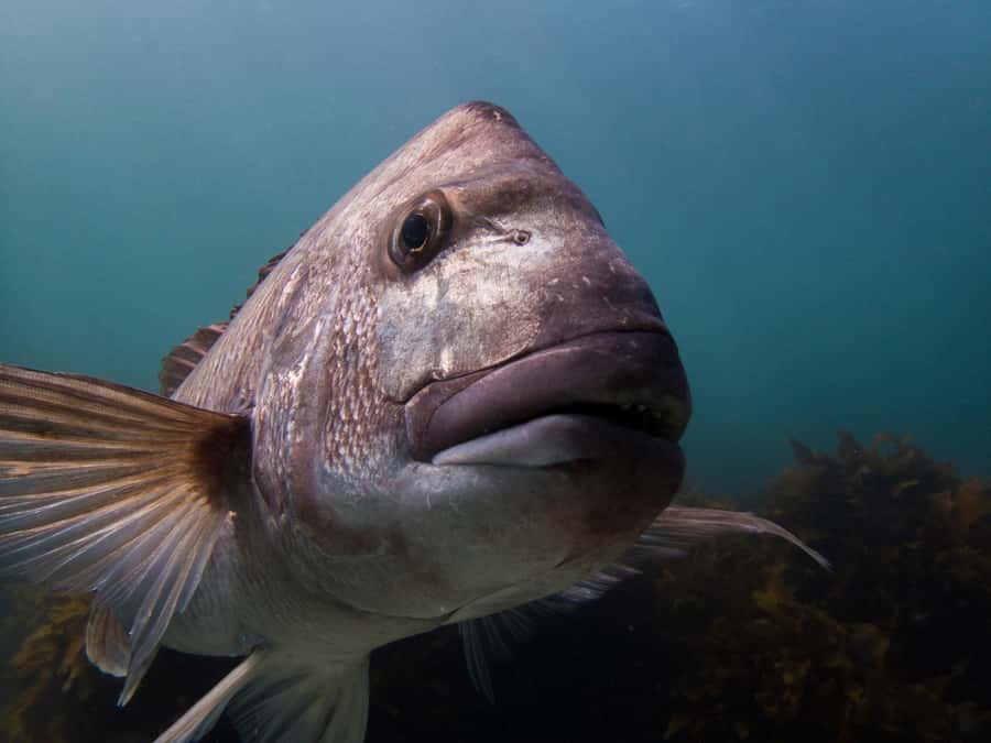 Goat Island Try Scuba Diving Experience - What makes the small group size valuable