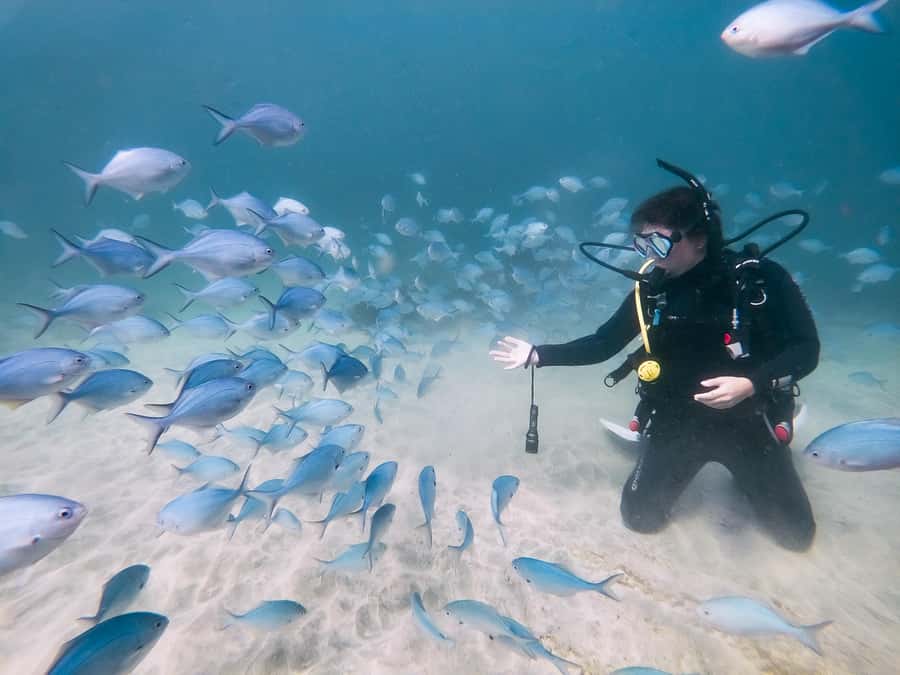 Goat Island Try Scuba Diving Experience - Goat Island’s underwater appeal